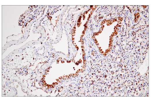 Immunohistochemistry Image 8: STING (D2P2F) Rabbit mAb (BSA and Azide Free)