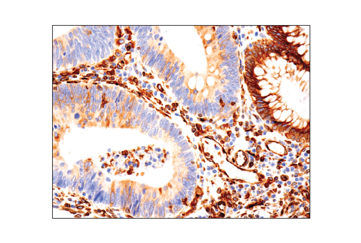 Immunohistochemistry Image 1: STING (D2P2F) Rabbit mAb (BSA and Azide Free)