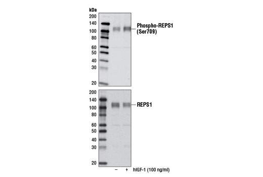 Western Blotting Image 1: Phospho-REPS1 (Ser709) Antibody
