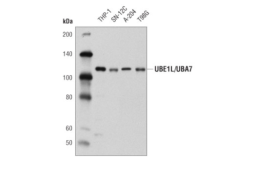 Western Blotting Image 1: UBE1L/UBA7 Antibody