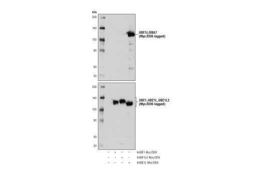 Western Blotting Image 2: UBE1L/UBA7 Antibody