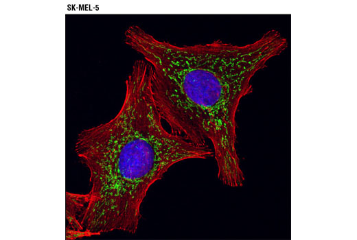 Immunofluorescence Image 1: ACO2 Antibody