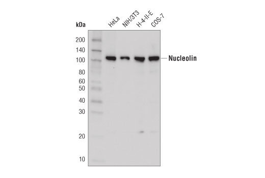Western Blotting Image 1: Nucleolin (D4C7O) Rabbit mAb (HRP Conjugate)