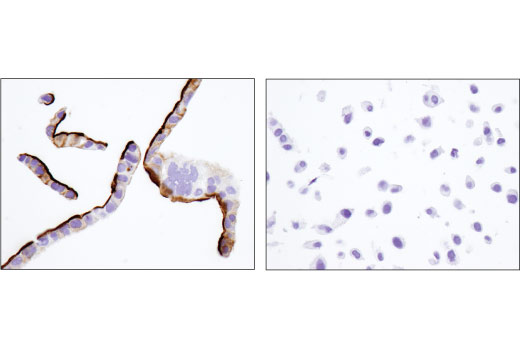 Immunohistochemistry Image 6: CD133 (D4W4N) XP® Rabbit mAb (BSA and Azide Free)