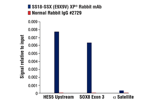 Chromatin Immunoprecipitation Image 3: SS18-SSX (E9X9V) XP® Rabbit mAb