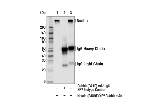 Immunoprecipitation Image 1: Nestin (E4O9E) XP® Rabbit mAb