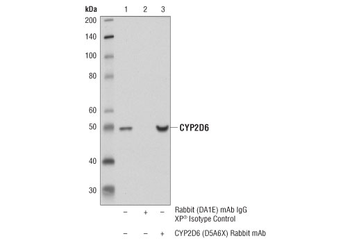 Immunoprecipitation Image 1: CYP2D6 (D5A6X) Rabbit mAb