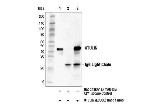 Immunoprecipitation Image 1: OTULIN (E3B8L) Rabbit mAb