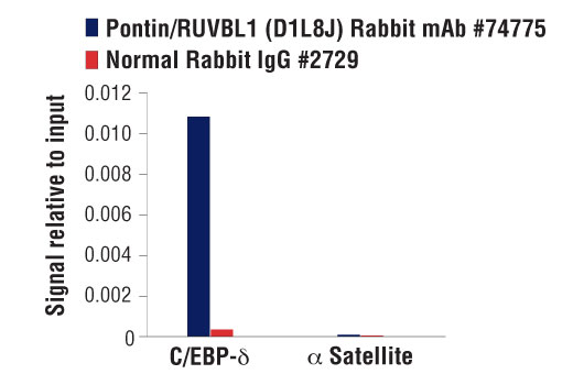 Chromatin Immunoprecipitation Image 1: Pontin/RUVBL1 (D1L8J) XP® Rabbit mAb