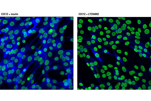 Immunofluorescence Image 1: Phospho-NDRG1 (Thr346) (D98G11) XP® Rabbit mAb (Alexa Fluor® 647 Conjugate)