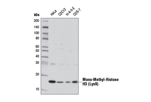 Western Blotting Image 1: Mono-Methyl-Histone H3 (Lys9) Antibody