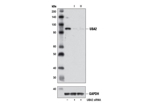  Image 1: SignalSilence® UBA2 siRNA II