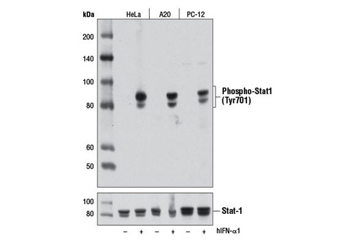  Image 6: PhosphoPlus® Stat1 (Tyr701) Antibody Duet