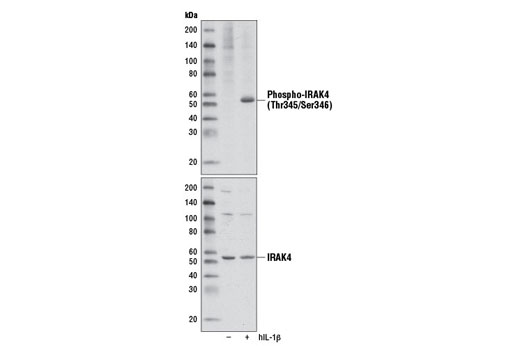 Western Blotting Image 1: Phospho-IRAK4 (Thr345/Ser346) Antibody