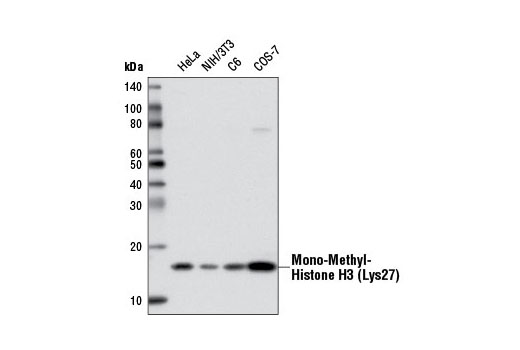 Western Blotting Image 1: Mono-Methyl-Histone H3 (Lys27) Antibody