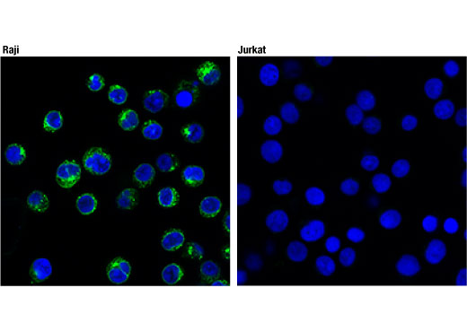 Immunofluorescence Image 1: CD74 (D5N3I) XP® Rabbit mAb