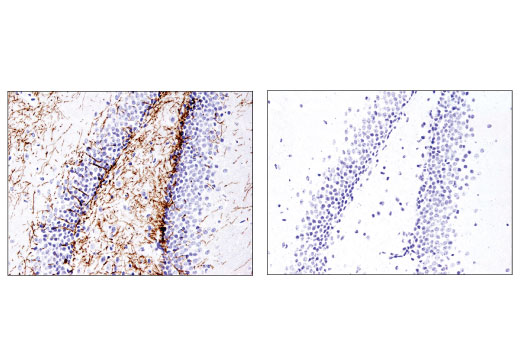 Immunohistochemistry Image 2: Myelin Basic Protein (D8X4Q) XP® Rabbit mAb