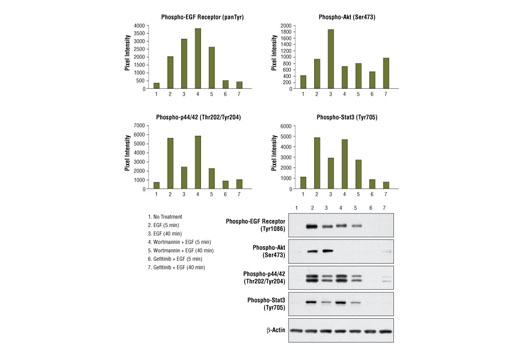  Image 3: PathScan® RTK Signaling Antibody Array Kit (Chemiluminescent Readout)