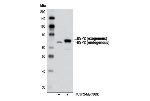 Western Blotting Image 2: USP2 Antibody