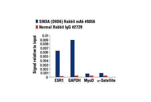 Chromatin Immunoprecipitation Image 2: SIN3A (D9D6) Rabbit mAb