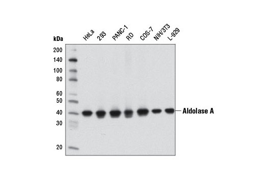  Image 7: Glycolysis II Antibody Sampler Kit