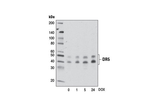  Image 16: Death Receptor Antibody Sampler Kit