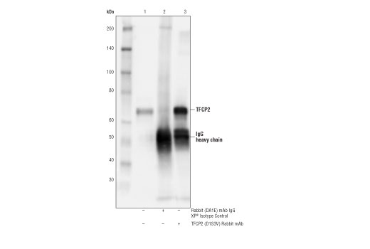 Immunoprecipitation Image 1: TFCP2 (D1S3V) Rabbit mAb