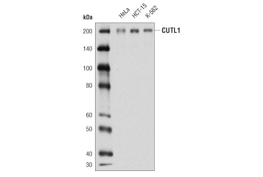 Western Blotting Image 1: CUTL1 Antibody