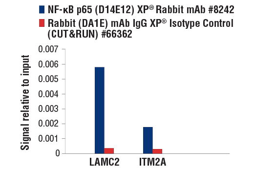  Image 43: NF-κB Pathway Antibody Sampler Kit