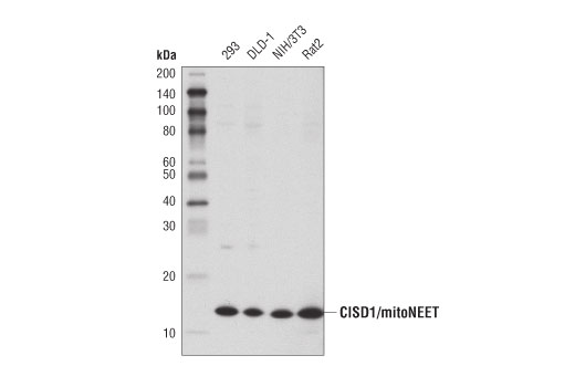 Western Blotting Image 1: CISD1/mitoNEET (D5M4C) Rabbit mAb