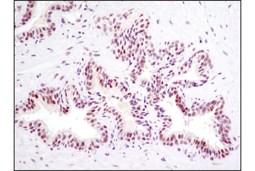Immunohistochemistry Image 3: SP1 (D4C3) Rabbit mAb (BSA and Azide Free)