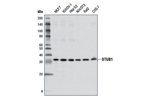 Western Blotting Image 1: OTUB1 Antibody