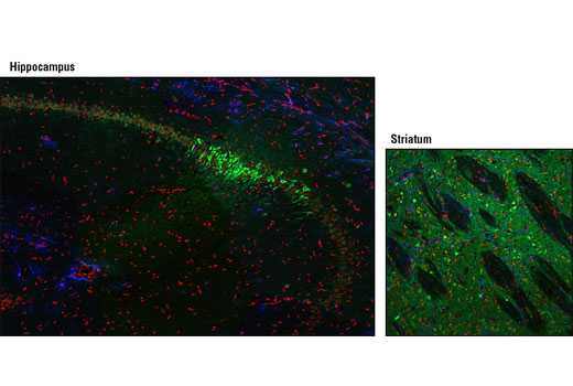 Immunofluorescence Image 1: STEP (23E5) Mouse mAb (BSA and Azide Free)