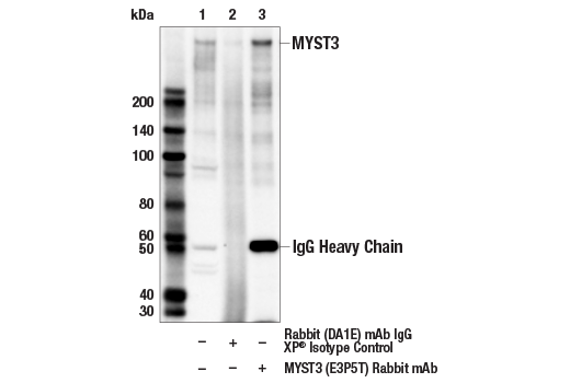  Image 8: MYST Antibody Sampler Kit