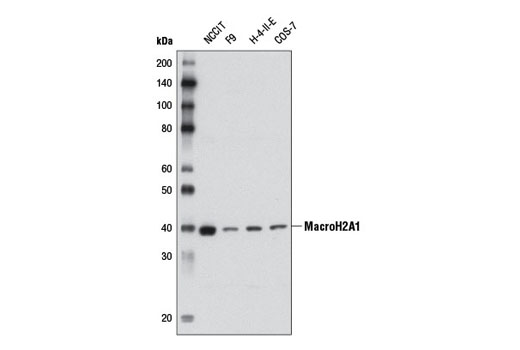 Western Blotting Image 1: MacroH2A1 Antibody