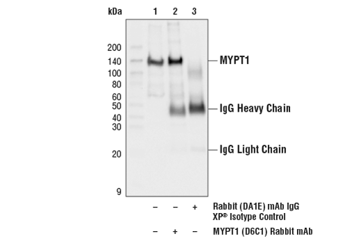  Image 10: MYPT1 Antibody Sampler Kit