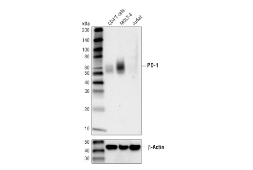 Western Blotting Image 1: PD-1 (Intracellular Domain) (D4W2J) XP® Rabbit mAb