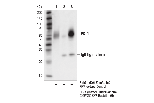 Immunoprecipitation Image 1: PD-1 (Intracellular Domain) (D4W2J) XP® Rabbit mAb