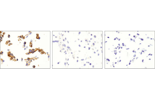 Immunohistochemistry Image 1: TrkA (12G8) Rabbit mAb (BSA and Azide Free)