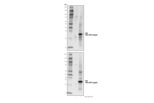  Image 23: Pro-Apoptosis Bcl-2 Family Antibody Sampler Kit II
