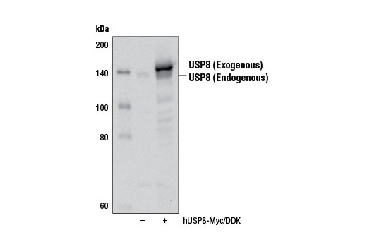 Western Blotting Image 2: USP8 Antibody