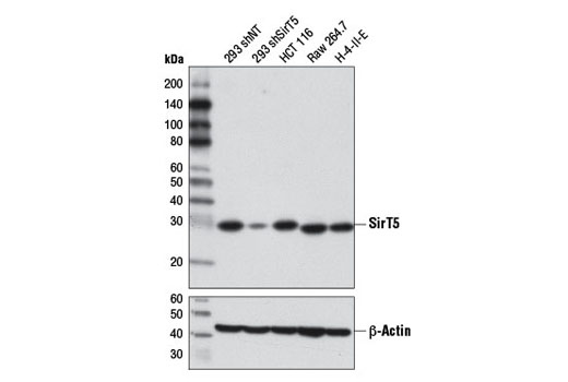  Image 7: Sirtuin Antibody Sampler Kit