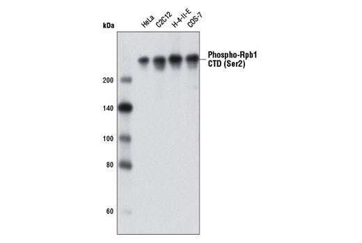 Western Blotting Image 1: Phospho-Rpb1 CTD (Ser2) Antibody