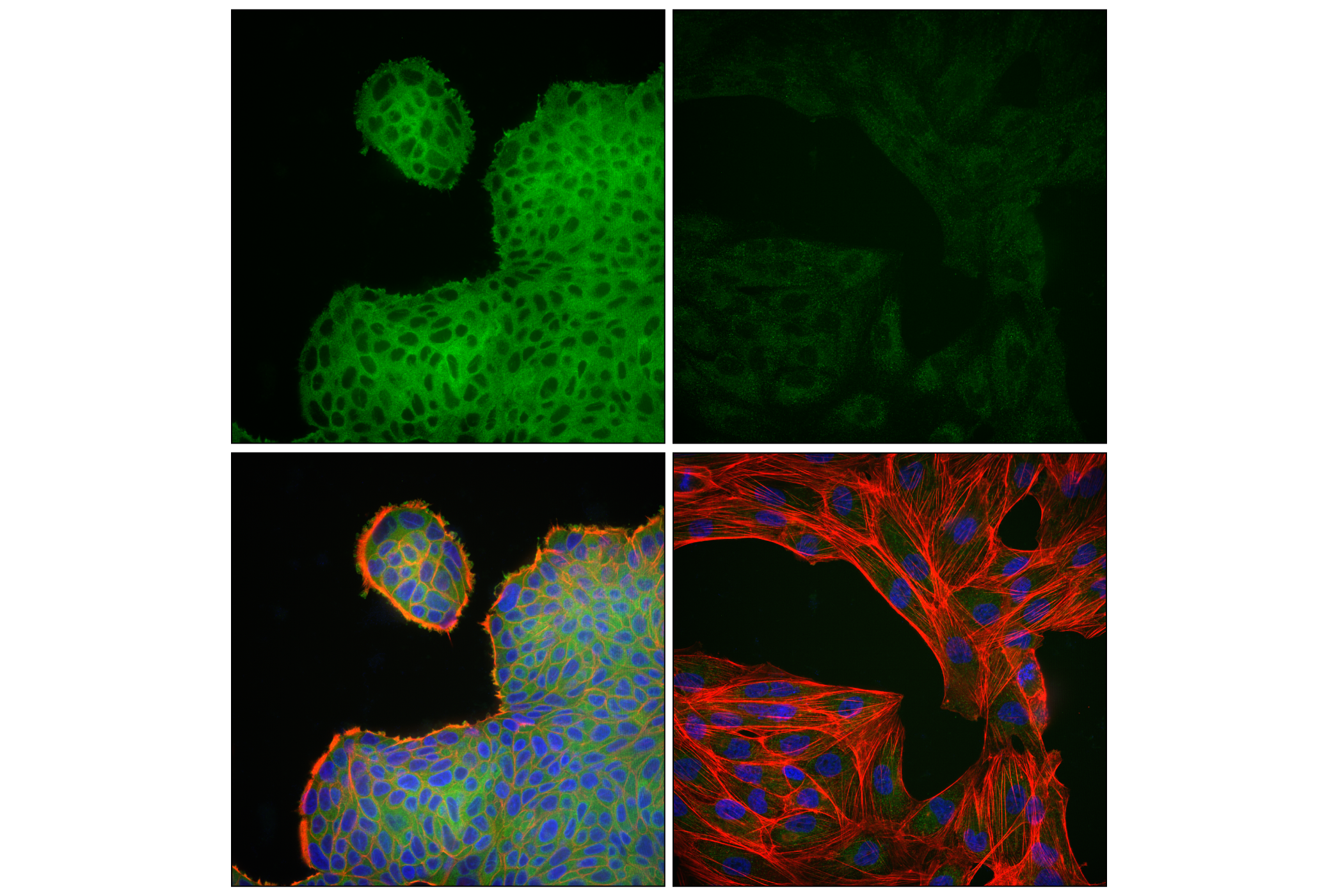 Immunofluorescence Image 1: c-Rel (E8Z5Y) XP® Rabbit mAb (Alexa Fluor® 488 Conjugate)