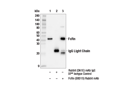 Immunoprecipitation Image 1: FcRn (E6D1S) Rabbit mAb