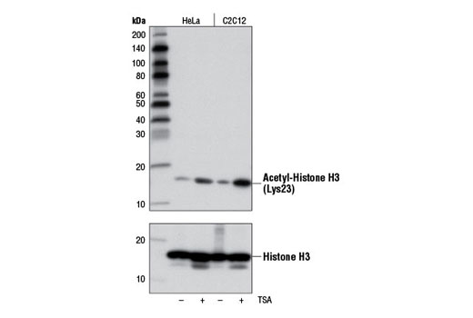 Western Blotting Image 1: Acetyl-Histone H3 (Lys23) Antibody