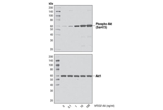  Image 3: Human Platelet-Derived Growth Factor AA (hPDGF-AA)