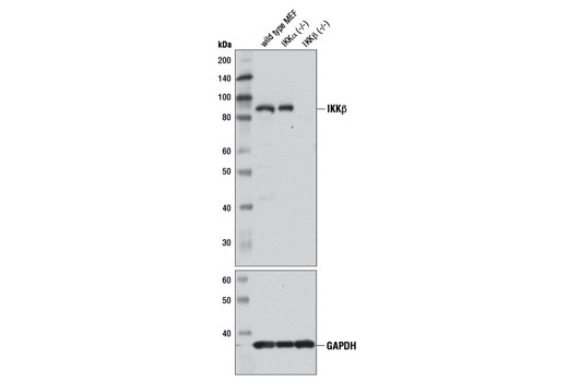  Image 17: NF-κB Pathway Antibody Sampler Kit