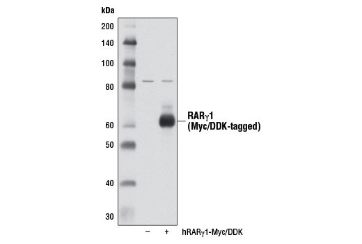  Image 11: Retinoic Acid and Retinoid X Receptors Antibody Sampler Kit