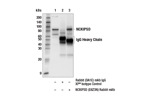 Immunoprecipitation Image 1: NCKIPSD (E6Z3N) Rabbit mAb
